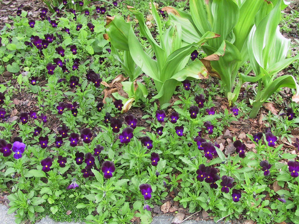 Viola cornuta - schwarz flaechig.jpg